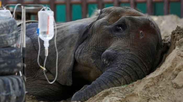 Ailing elephant Noor Jehan's condition continues to deteriorate 