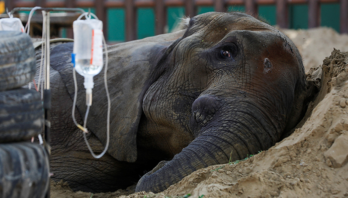 African elephant Noor Jahan, 17, rests on a sand pile, at a zoo in Karachi, on April 14, 2023. — Reuters