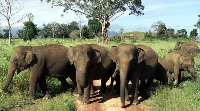 Sri Lanka to gift two female elephants to Pakistan