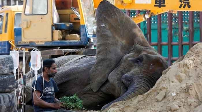 Elephant Noor Jehan buried at Karachi Zoo 
