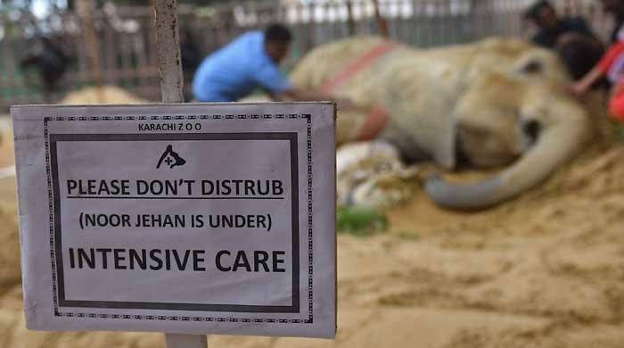 Should zoos be allowed to continue failing 'Noor Jehans' in Pakistan?