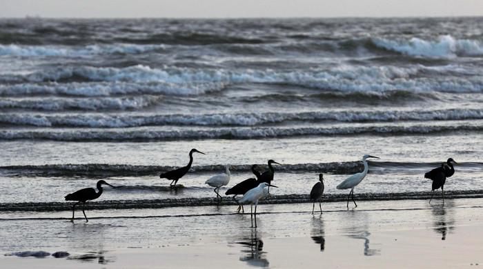 'Over 600,000 birds migrated to Sindh this year'