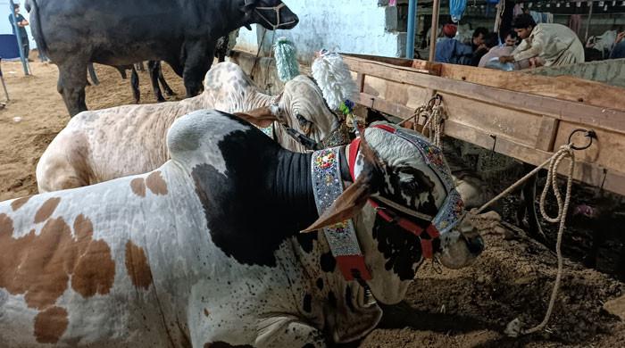 How Eid ul Adha puts meat on bare bones of Pakistan’s economy