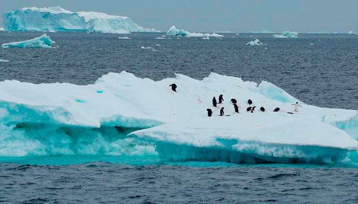A photograph of penguins gathered on a broken piece of iceberg. — AFP/File