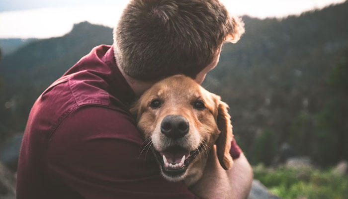 Dog District owner breaks into tear over 10 canine deaths. Representational image by Unsplash