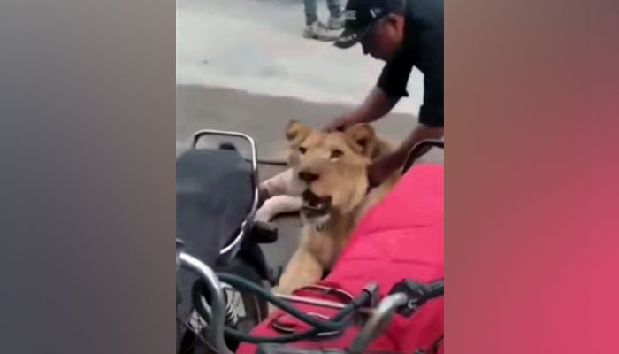 Sindh Wildlife Department officials capture the lion spotted on the loose at Sharea Faisal in Karachi on Tuesday, August 29, 2023. — PPI