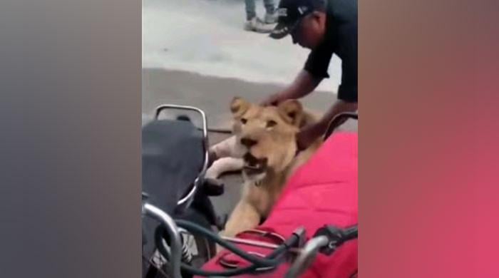 Five suspects granted bail after lion's stroll down Karachi's Sharea Faisal