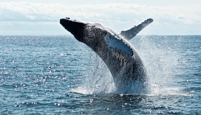 This image shows a whale breaching off a coast in the sea. — Unsplash/File