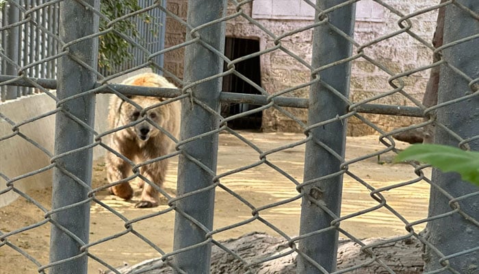 Captive Himalayan brown bear Rano seen pacing restlessly in her cage at Karachi zoo in this still taken from a video. &mdash; /Instagram/pawspakistan