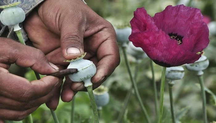 A view of opium poppy field in Fayzabad in Afghanistan. — Reuters/File