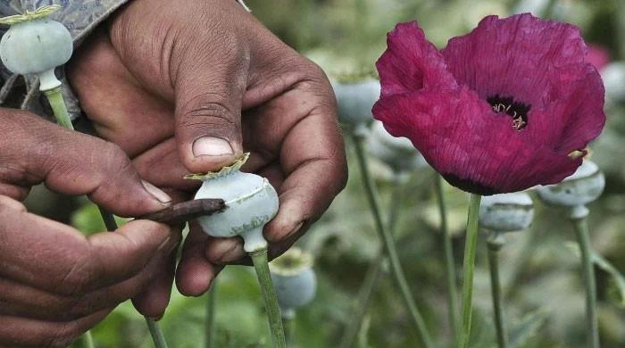Lahore’s opium plant resumes operations today after over a decade
