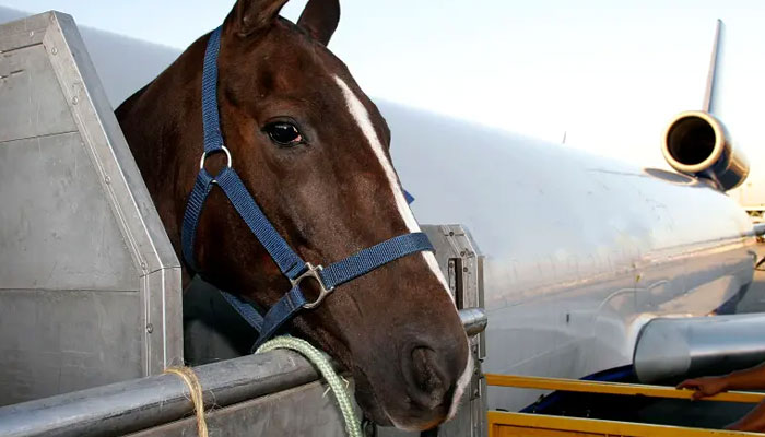 The circumstances surrounding the equine’s escape are yet unclear..— stock.adobe.com
