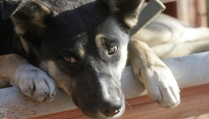Mystery dog illness sparks alarm across US as vets race to uncover cause.—Reuters/file