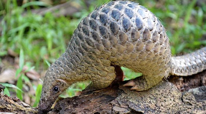 WATCH: Critically endangered pangolin creates panic in Chiniot