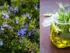 Incredible benefits of rosemary you might not know