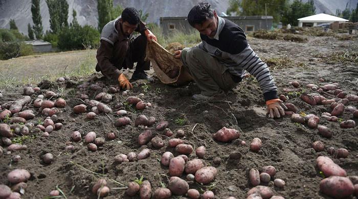 In major achievement, Pakistan joins top global potato producers' club