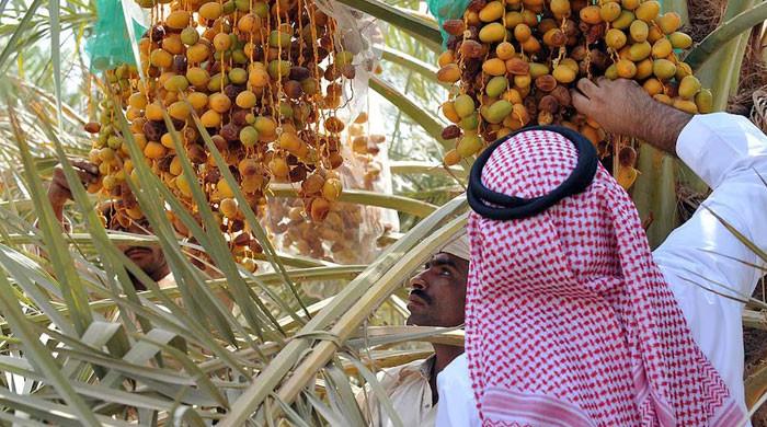 S Arabia launches Ramadan drive to distribute high quality dates in Pakistan
