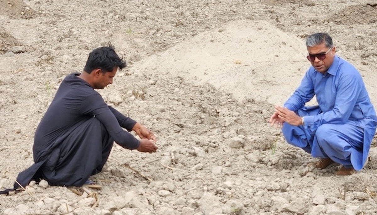 Heaps of highly nutritious farmyard manure and silt from the river are spread to enrich and stabilize the soil’s pH levels, says Mahmood Nawaz Shah. — Mahmood Nawaz Shah
