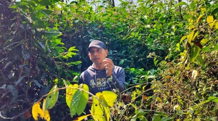 Why farmers in India and Pakistan are shifting to natural or regenerative farming
