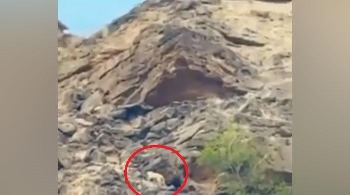 WATCH: Persian leopard spotted near Nani Mandir in Balochistan
