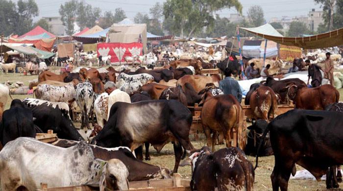 Eid ul Adha 2024: When and where will cattle markets be set up in Karachi?