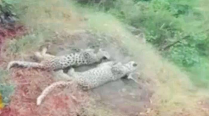 AJK authorities scramble to find dead leopard cubs after pictures go viral 