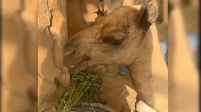 Court sends six suspects on physical remand for cutting camel's limb