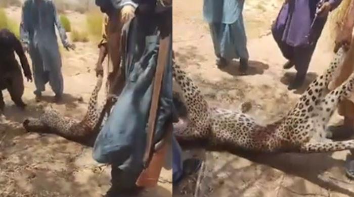 Rare breed leopard shot dead by Dera Bugti locals