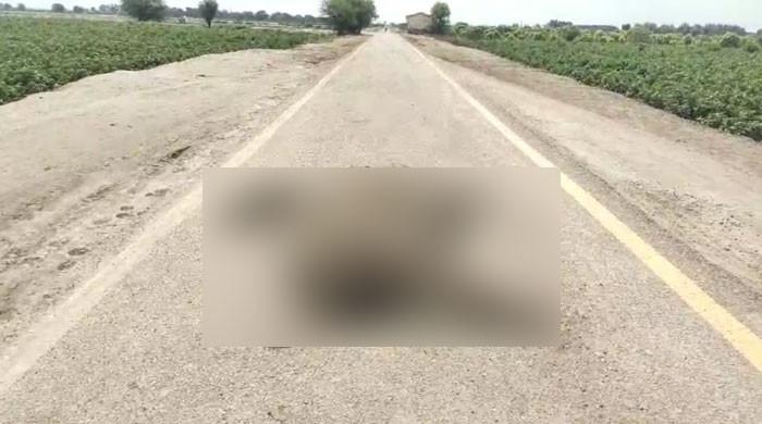 Another camel found dead with all legs amputated in Sindh's Kunri