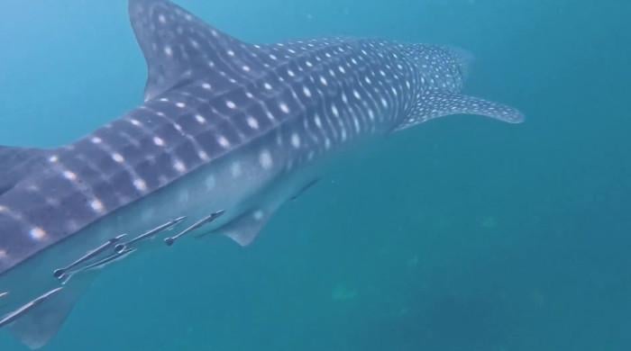 Rare whale shark spotted near Karachi's Charna Island