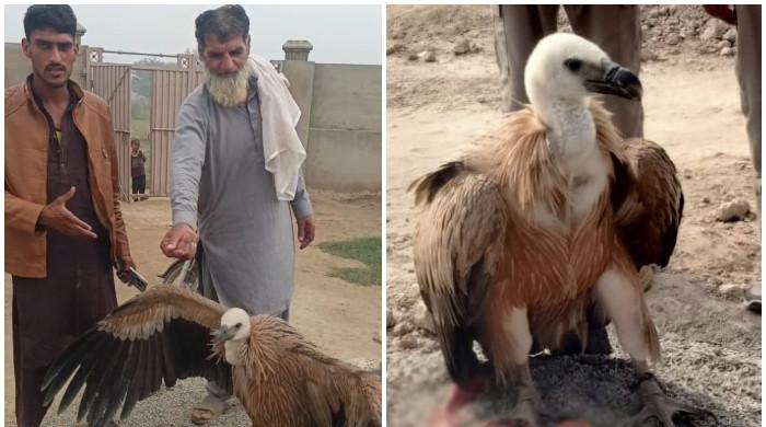 WATCH: Locals catch vulture in Rahim Yar Khan's Rukanpur