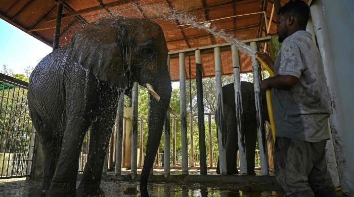 Female elephant Sonia faces sudden death at Karachi's Safari Park