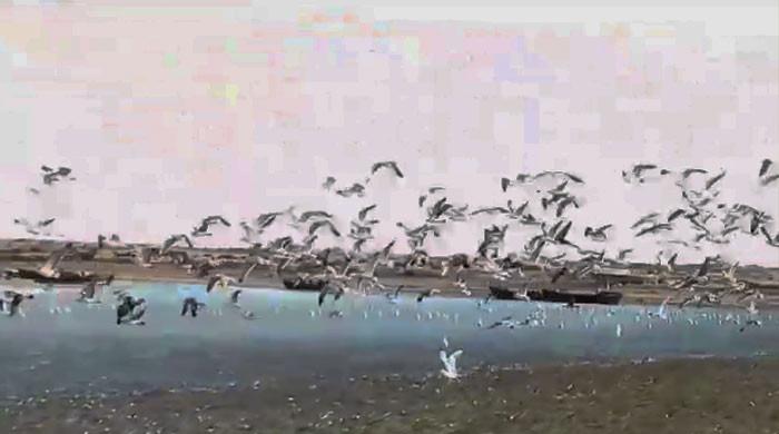 WATCH: Migratory birds grace Ormara beach in Balochistan