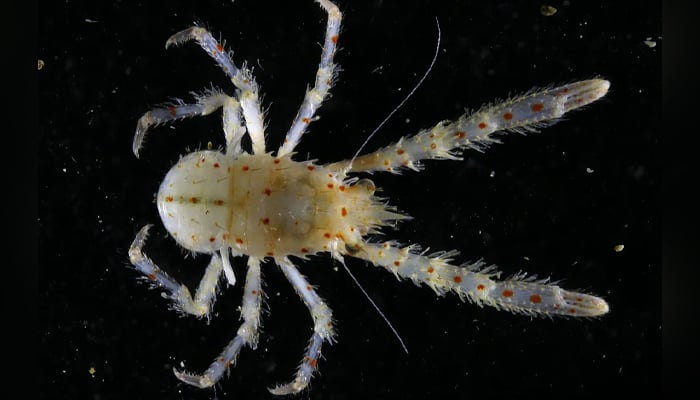 A squat lobster discovered near Easter Island, one of the many newly identified species by the Ocean Census. — The Nippon Foundation-Nekton Ocean Census/File