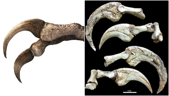 This combination of images shows a life reconstruction of the hand of Cretaceous dinosaur Duonychus tsogtbaatari (left) and the fossils of its hand claws that were unearthed in Mongolia. — Reuters/File
