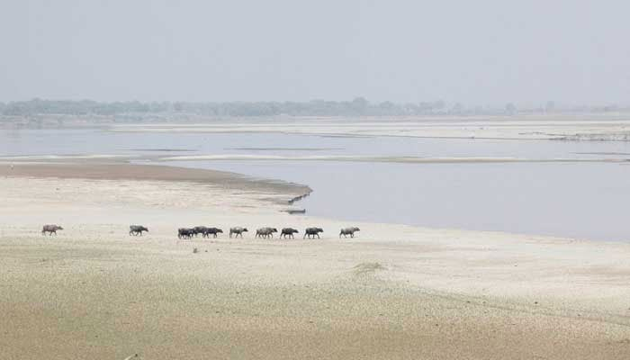 A herd of buffaloes travels to cool off in the River Indus, Hyderabad, March 18, 2017. — Reuters