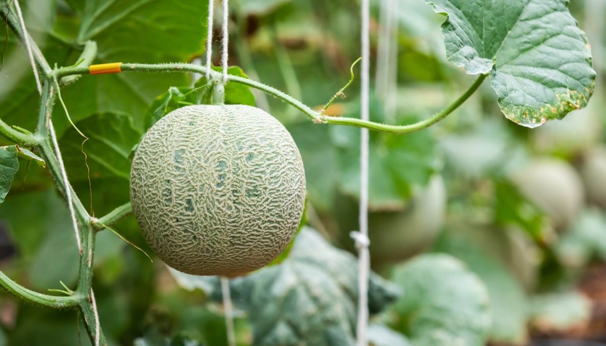 Muskmelon harvest seen in this photo. — Canva