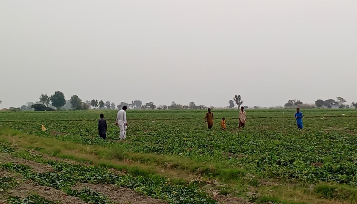 Kirshin Baghri and his family, along with local laborers, toil in the scorching sun, their faces etched with determination as they tend to their muskmelon crop. — Shahzaib Aly