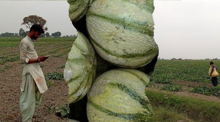 Caught in a case of vanishing muskmelons, farmers face a sour plot