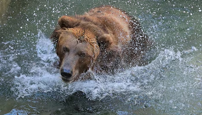 A brown bear splashes water in a pool inside an enclosure at the Moscow Zoo on a hot summer day in the capital Moscow, Russia June 11, 2019. — Reuters