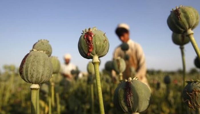 Afghan men work on a poppy field in Jalalabad province, May 1, 2014. — Reuters