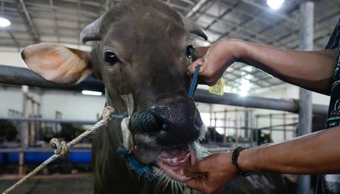 A worker shows the mouth of a cow at a cattle shop in Depok on the outskirts of Jakarta, Indonesia, June 14, 2022. — Reuters