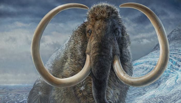 An illustration of an adult male woolly mammoth navigating a mountain pass in Arctic Alaska, 17,100 years ago. — Reuters