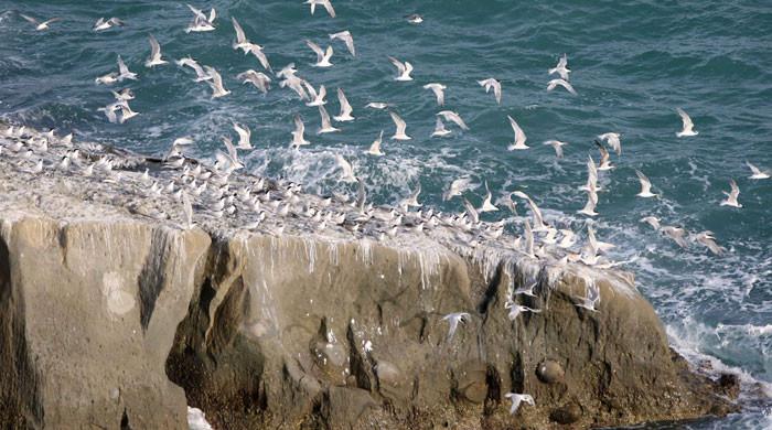 Pakistan's first marine protected area: Balochistan govt officially endorses management plan of Astola Island
