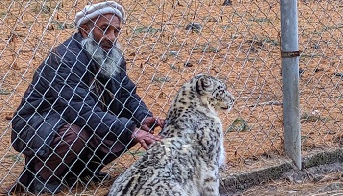 A pet snow leopard named Lovely and its caretaker are seen in Naltar valley, Gilgit Baltistan. — Instagram@shaharyarism/File