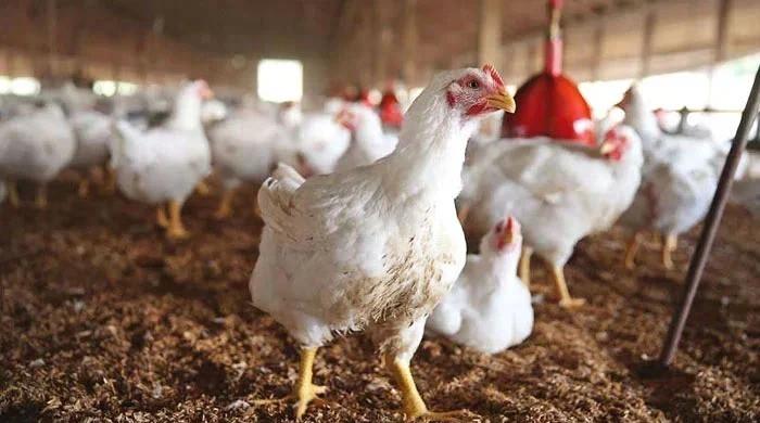 Pakistani scientists develop chicken breed which lays over 200 eggs a year
