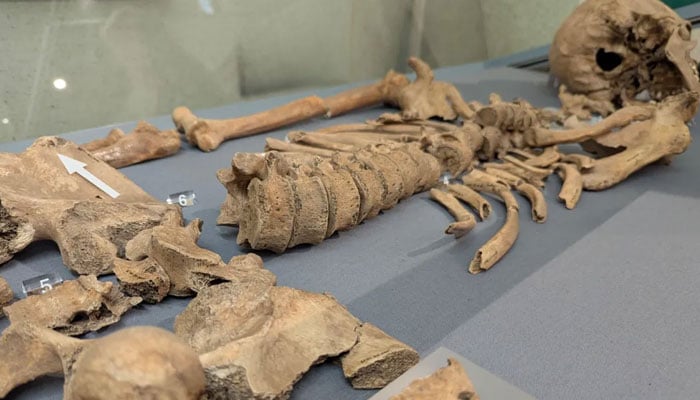 A skeleton of a man like dead by a lion bite. — University of York/File /