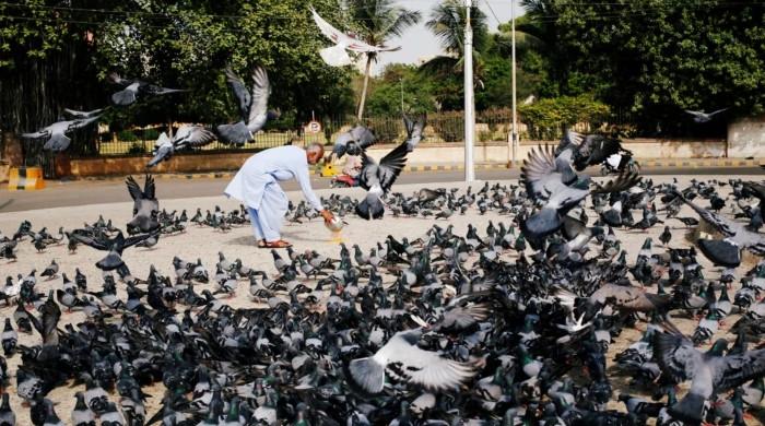 Karachi sees alarming rise in pigeon-linked lung disease 