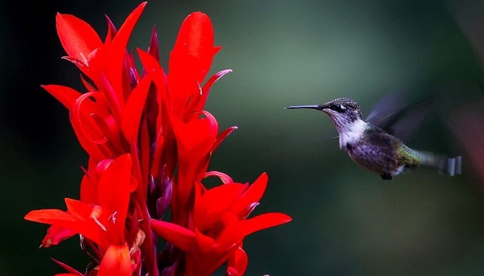 A hummingbird hovers while feeding on a blooming Canna lily plant in the early morning in this undated picture. — Reuters/File.