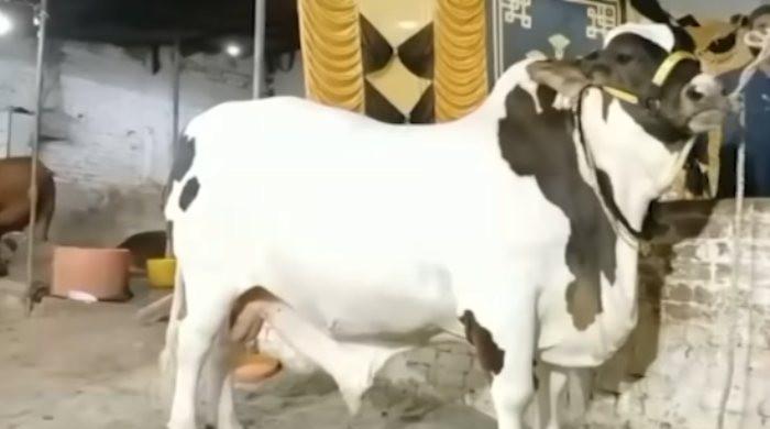 1,600kg bull 'JF-17 Thunder' turns Eid ul Adha sensation in Hyderabad